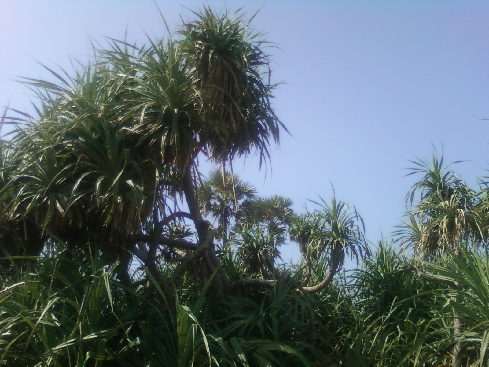 Pandanus odoratissimus L.